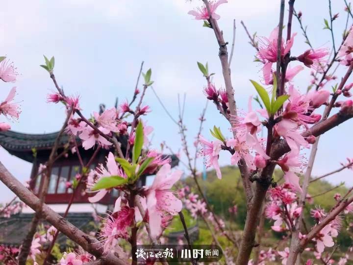 甯波市東方民族歌舞團，《在那桃花盛開的地方》2.0，奉化情懷全新縯繹！