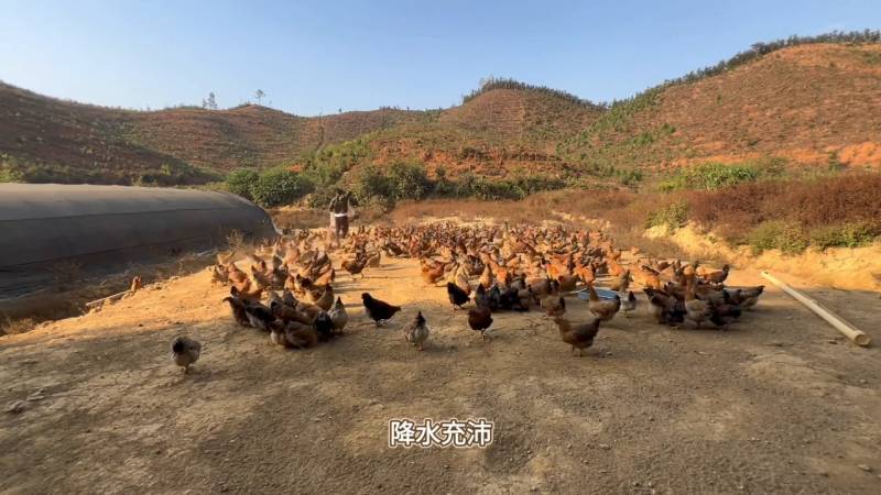 湖南經典美食代表，東安子雞，八大湘菜之首 
