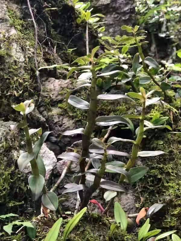 石斛怎么区分好坏？挑选优质铁皮石斛的秘诀