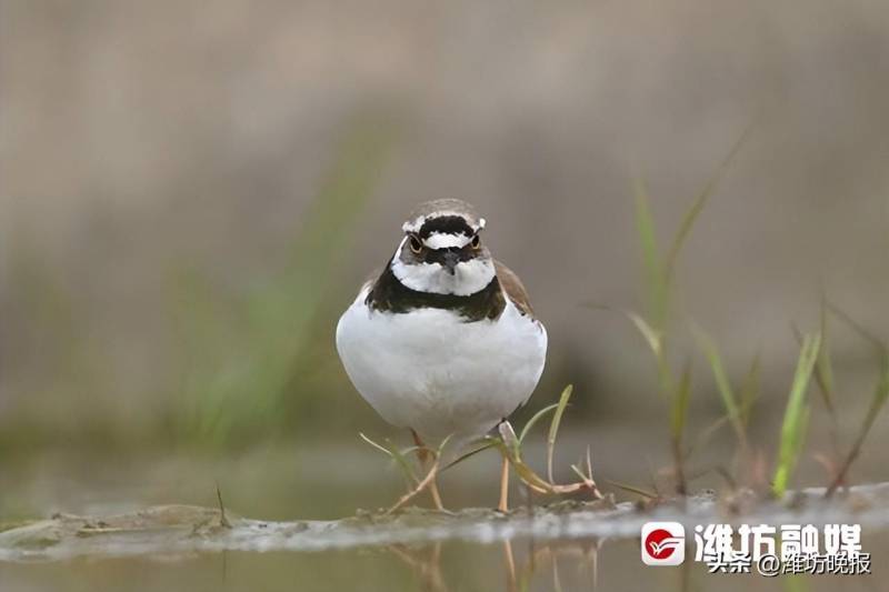 【自然风采】金眶鸻，湿地间的“清雅模特秀”