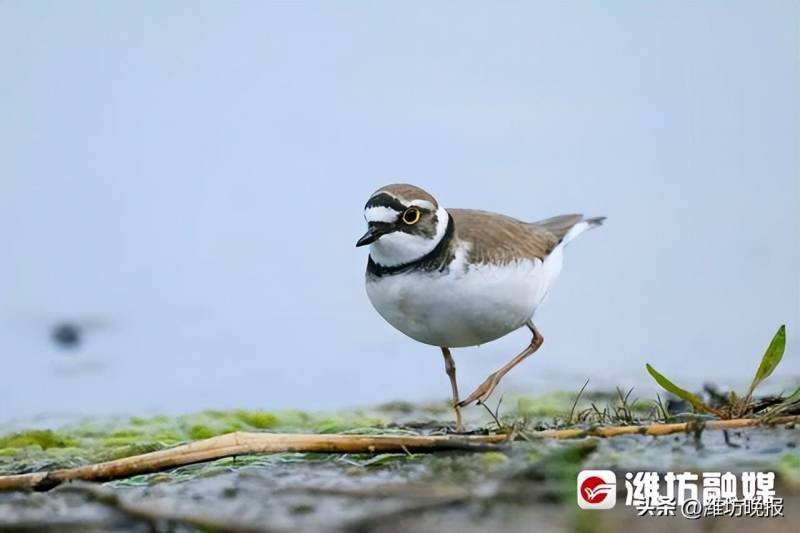 【自然风采】金眶鸻，湿地间的“清雅模特秀”