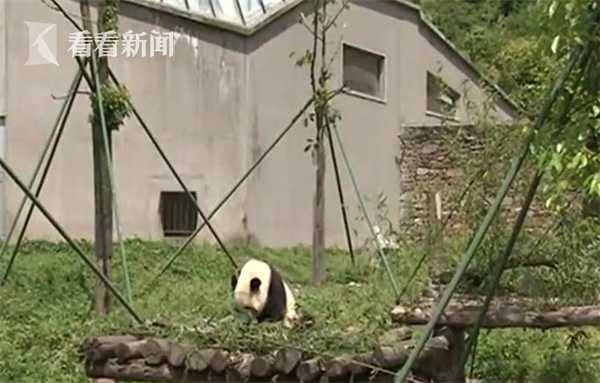 600万年前“第六指”助大熊猫细嚼慢咽竹子