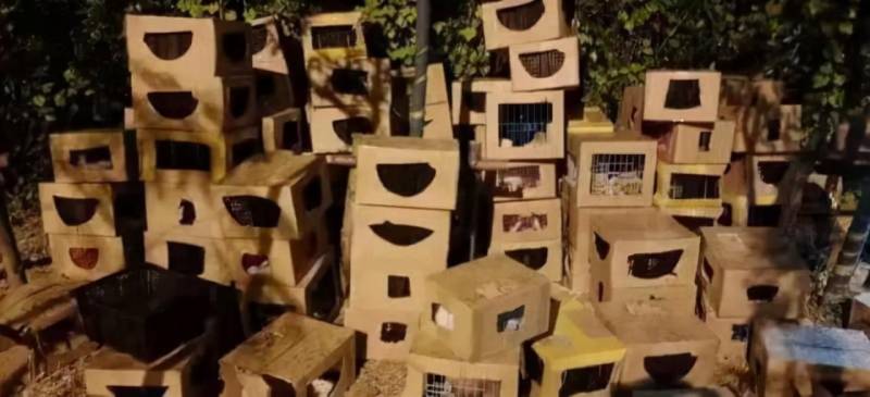 上海宠物救助领养网，街头宠物盲盒现况，呼吁爱心领养