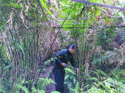 德保苏铁，十余载培育，“植物界大熊猫”重焕新生