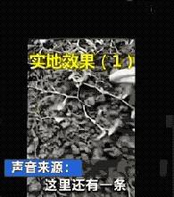 网络蚯蚓的微博引发关注，遭捕杀，网友感慨生命不易