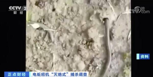 网络蚯蚓的微博引发关注，遭捕杀，网友感慨生命不易