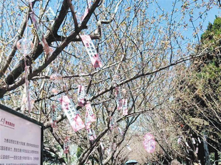 西安交大赏樱攻略，微信预约共赴樱花节