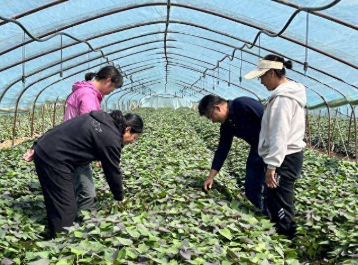 甘薯苗繁育技巧，泰安市辳科院專家分享